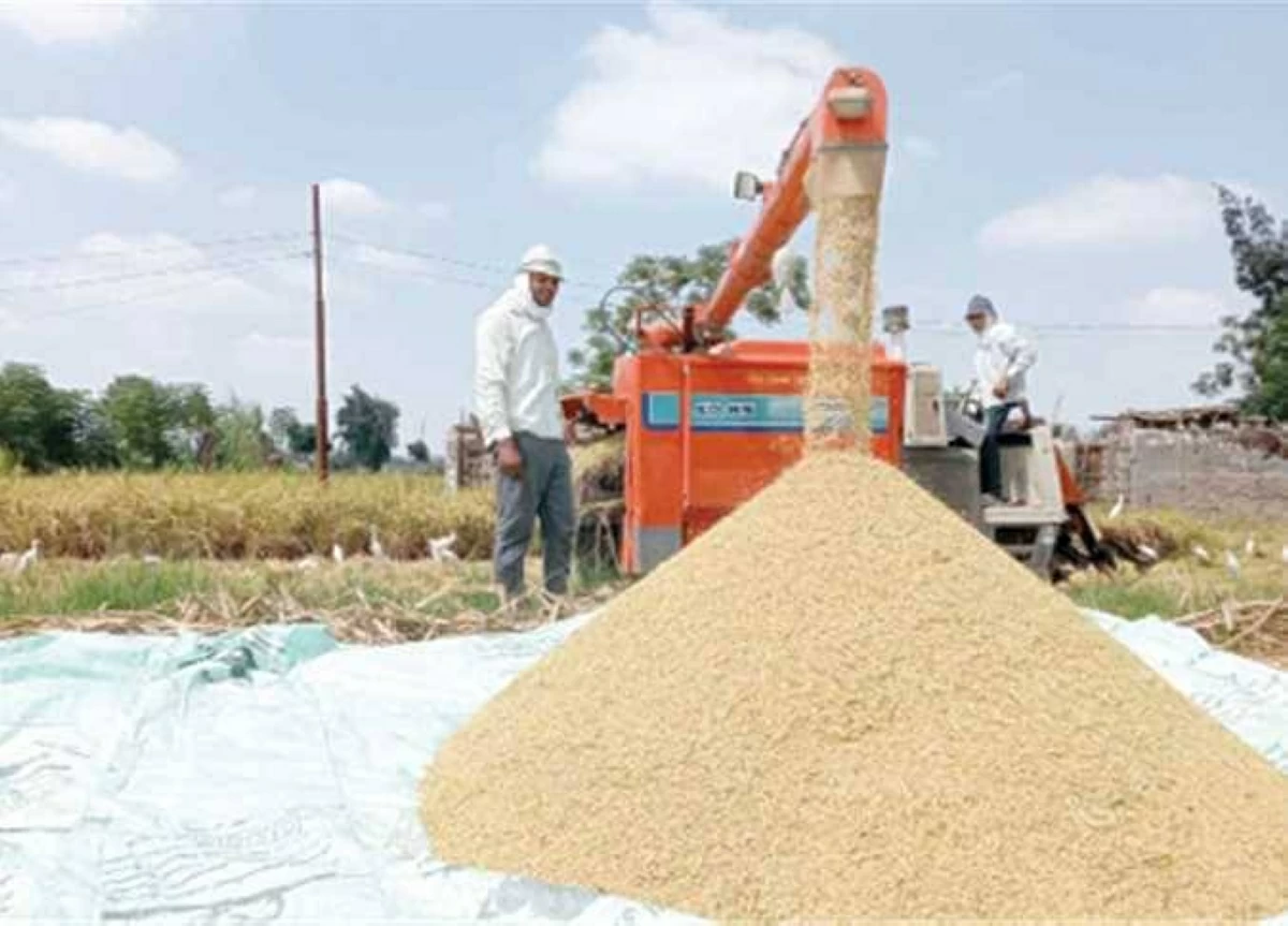 طن الشعير الآن.. سعر الأرز «رفيع وعريض الحبة» بأسواق الشرقية اليوم الخميس 2-7-2026