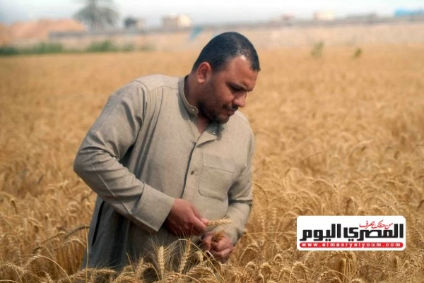 «يجب ترشيد الاستهلاك».. «البحوث الزراعية»: المواطن يستهلك ضعف المتوسط العالمي من القمح