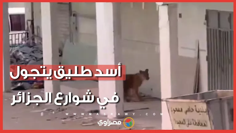 أسد طليق يتجول بين الأحياء السكنية في الجزائر